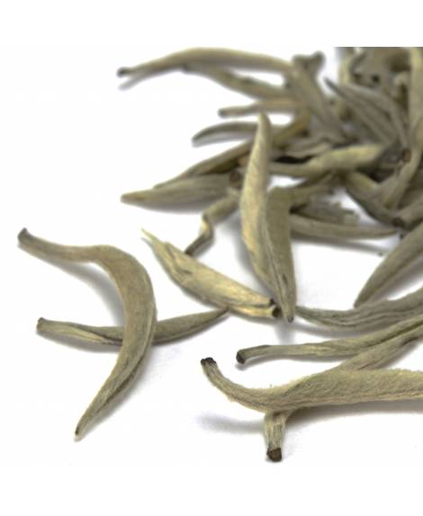 Silver Needle loose leaf white tea