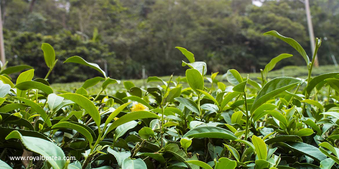 Descubriendo el té oolong Oriental Beauty