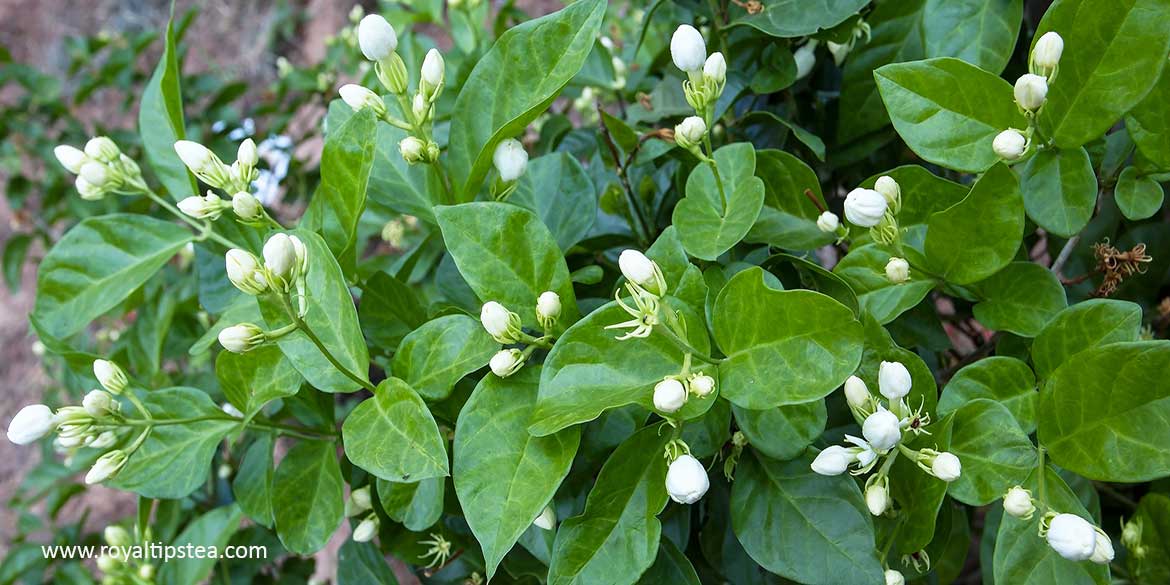 A Guide to Jasmine Tea – Types, Production and Benefits
