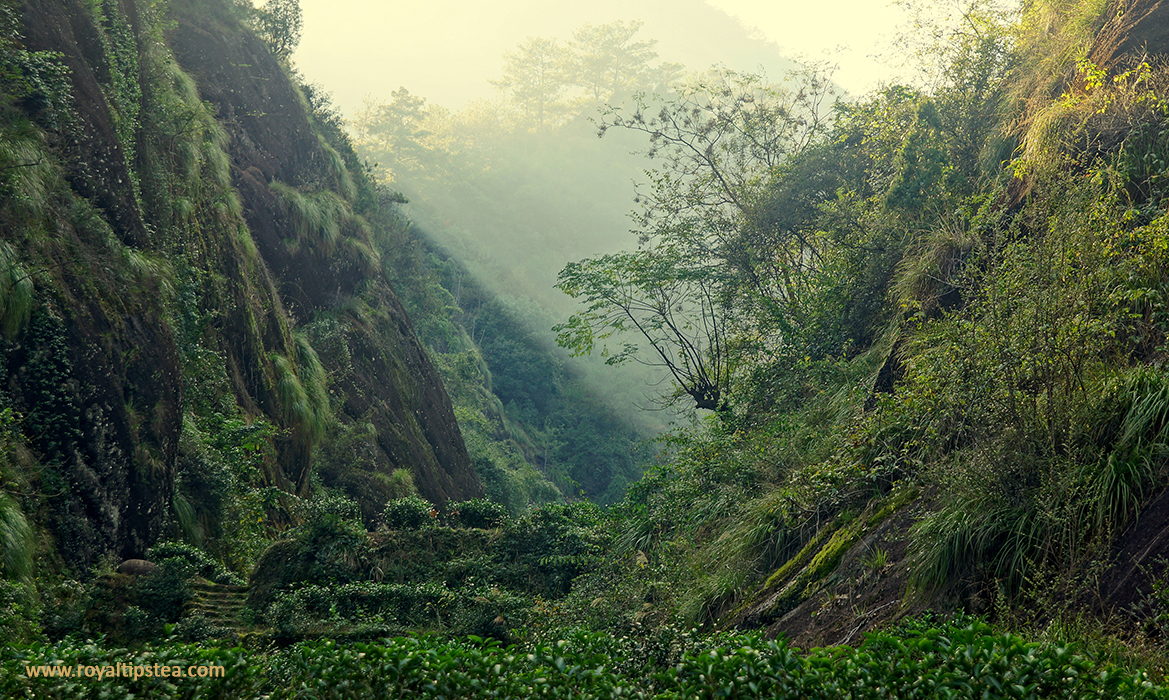 tea trees wuyishan mountain Fujian province china