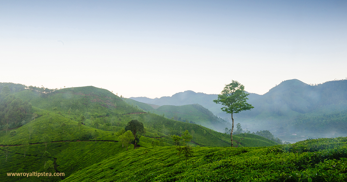 high grown ceylon tea plantations sri lanka