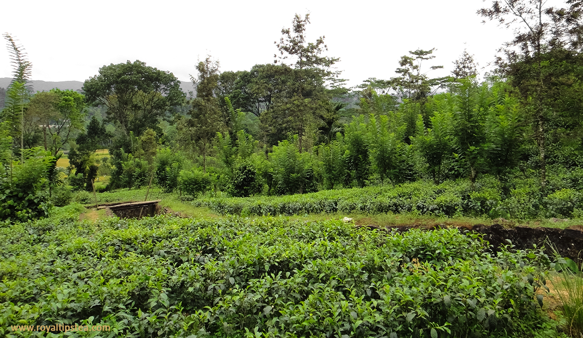 sabaragamuwa ceylon low grown tea gardens