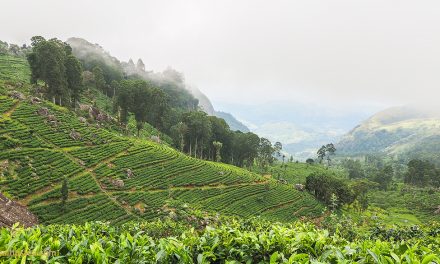 A Guide to Ceylon Tea Tastes and Growing Regions