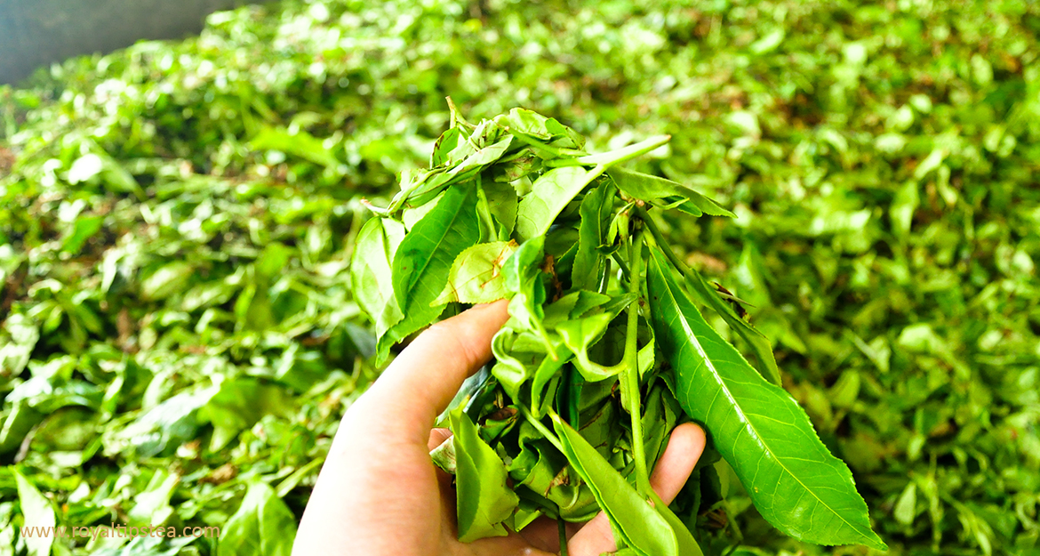 unsorted tea leaves and stalks called aracha in japan