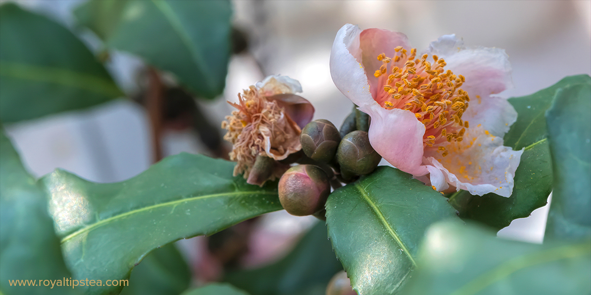 Camellia sinensis: la planta del té y sus variedades