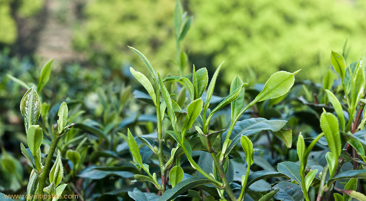 varietal long jing de la planta del te