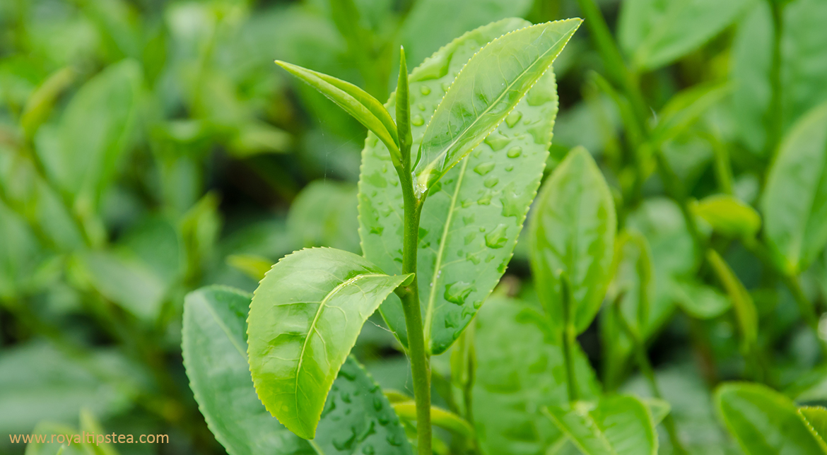 hojas y brotes jovenes de planta del te