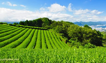 Todos los tipos de té verde japonés
