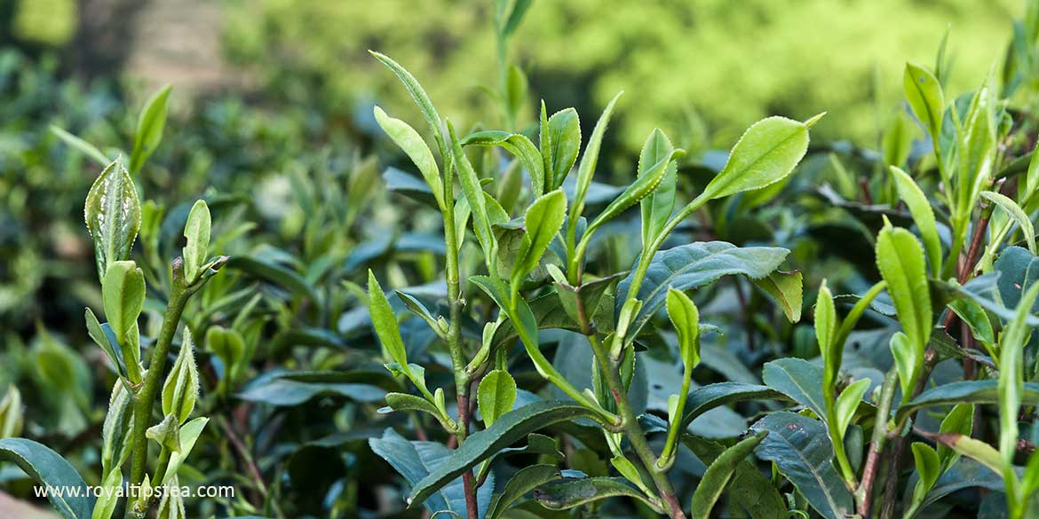 tea plant Camellia sinensis